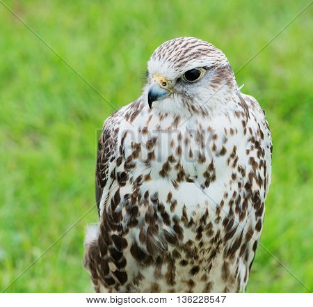 Close up of a falcon bird of prey