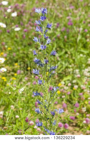 Viper's bugloss or blueweed Echium vulgare bloom in wild close-up selective focus shallow DOF