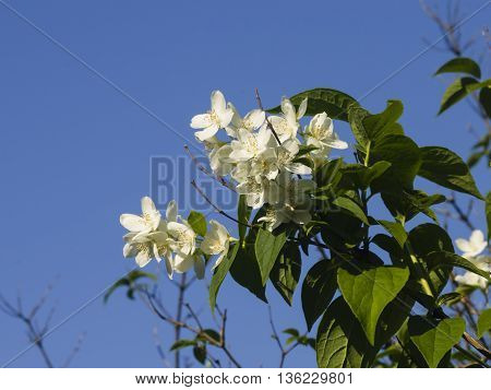 White flowers on mock-orange shrub with bokeh background macro selective focus shallow DOF