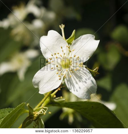 White flowers on mock-orange shrub with bokeh background macro selective focus shallow DOF