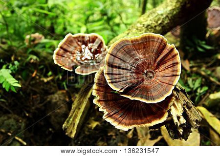 Forest Brown Mushroom at Kaliurang Tropical Forest