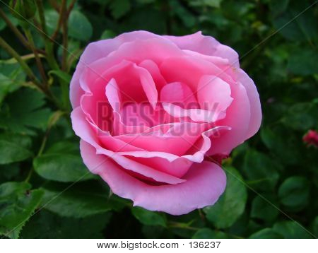 กุหลาบสีชมพู