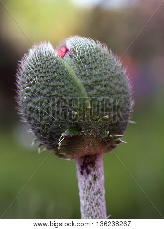 Detail of bud of sown garden decoratice poppy