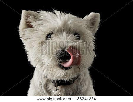 Westy licking lips in a dark photo studio