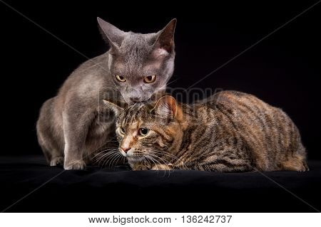 Two Cats