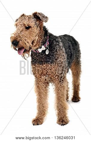 Airdale Terrier Staying In The White Studio
