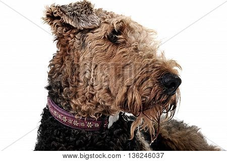 Airdale Portrait