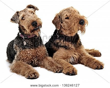 Two Airdale Terrier Are Looking To The Same Direction