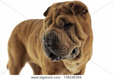 Shar Pei Looking Left In The White Studio