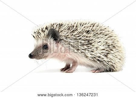 sweet young Hedgehog in the white studio