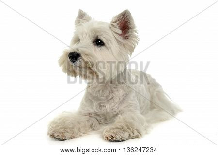 West Highland White Terrier on the white studio floor