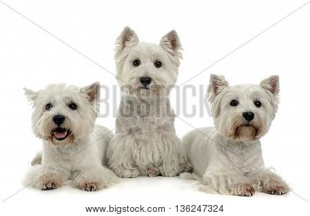 Three West Highland White Terrier On The White Studio Floor