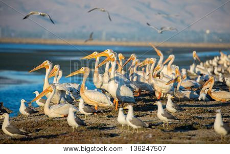 Pelicans and Gulls on levee; Alviso, CA
