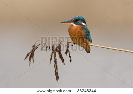 Kingfisher (Alcedo Atthis) perched on yellow reed