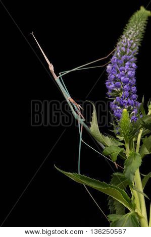 Indian Grass Mantis (Schizocephala Bicornis) on purple flower head