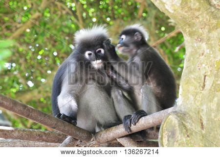 Dusky leaf monkey (Trachypithec us obscurus) .