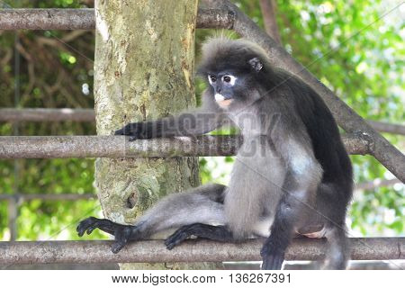 Dusky leaf monkey (Trachypithec us obscurus) .