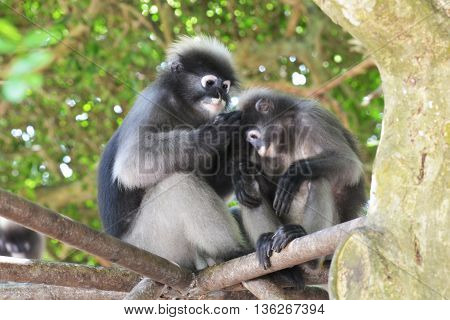 Dusky leaf monkey (Trachypithec us obscurus) .