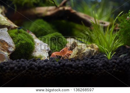 Mexican orange freshwater crayfish in the aquarium selective focus and space for text