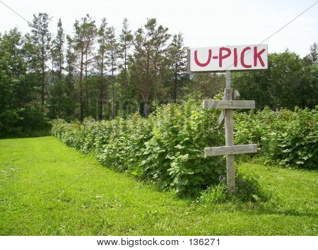 Malinová U-vyskladnění