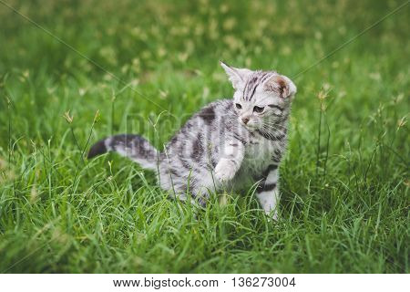 Cute American Short Hair kitten playing on green grass