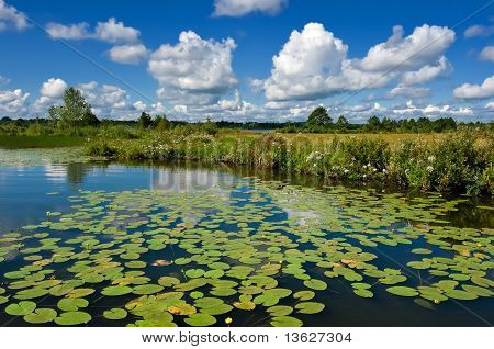 Summer landscape