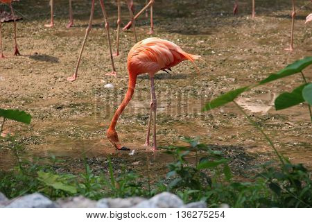 red Flamingo Searching for food on the ground