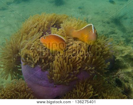 Group of sea anemone fishes in the sea anemone