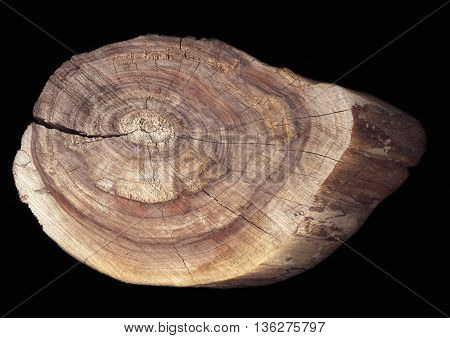 Cut of a tree on a black background