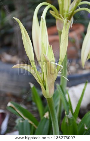 close up Crinum moorei flower in nature garden