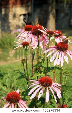 Echinacea with butterflies in country home rustic ecological garden by very sunny day