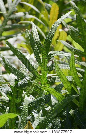 fresh green dianella caerulea plants in nature garden