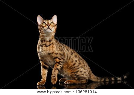 Playful Bengal female Cat with beautiful spots Sitting and Raising up paw on Isolated Black Background, Front view, Gorgerous breed