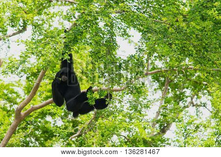 Close up siamang Gibbon hanging in the tree.
