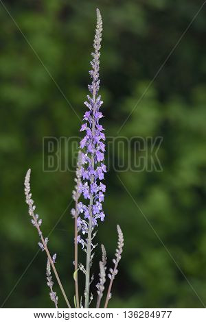 Purple Toadflax - Linaria purpurea Tall Purple Flower