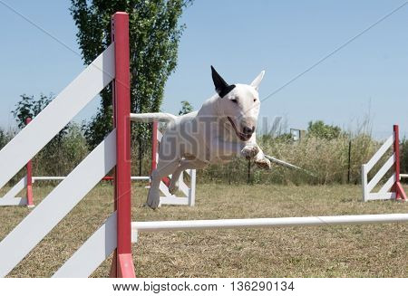 jumping bull terrier in a training of agilty