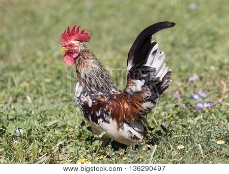rooster colorful serama walking in a garden