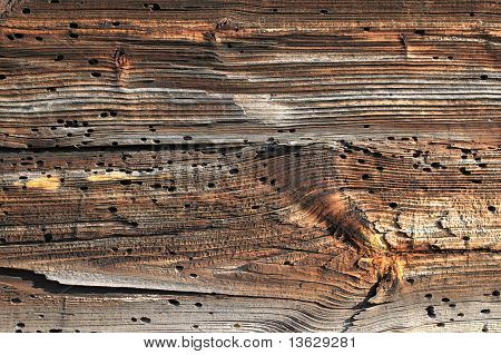 Bark Beetle huller