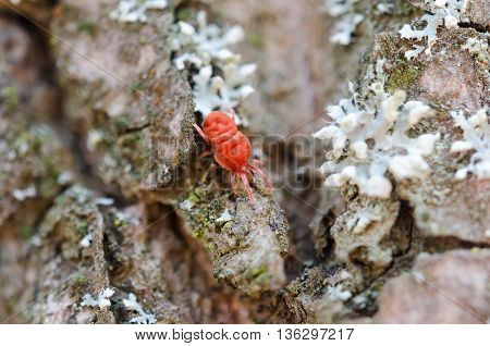 Little Bug In The Forest