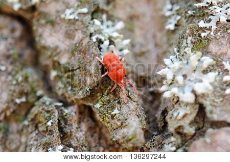 Little Bug In The Forest