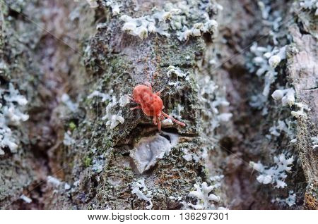 Little Bug In The Forest