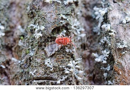 Little Bug In The Forest
