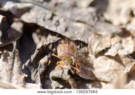 Little Bug In The Forest