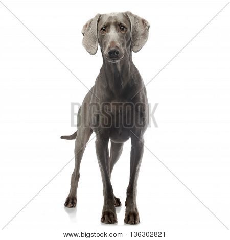 weimaraner staying in white photo studio background