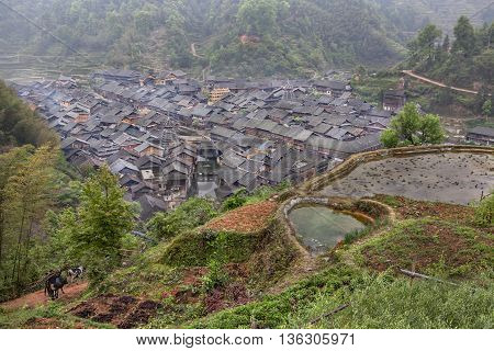 Zhaoxing Dong Village Guizhou Province China - April 7 2010: Panoramic views of the rice fields and the peasant village of ethnic minority with wooden huts and tiled roofs.