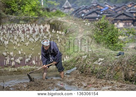 Zhaoxing Dong Village Guizhou Province China - April 8 2010: Arable land the Chinese a tiller cultivates ground on flooded rice paddy with water using a hand a mattock spring morning.