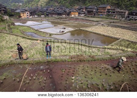 Zhaoxing Dong Village Guizhou Province China - April 8 2010: Peasant working in rice paddies near chinese ethnic minorities village.