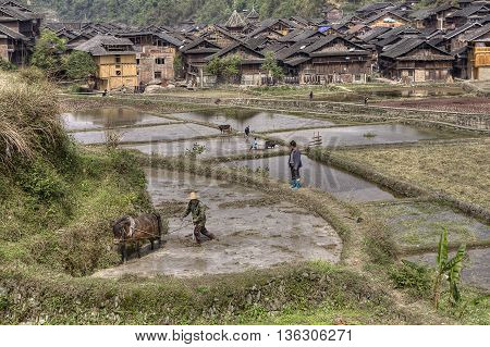 Zhaoxing Dong Village Guizhou Province China - April 8 2010: Plowman plowing the rice field using the power of the horses against the background of ethnic minority villages.
