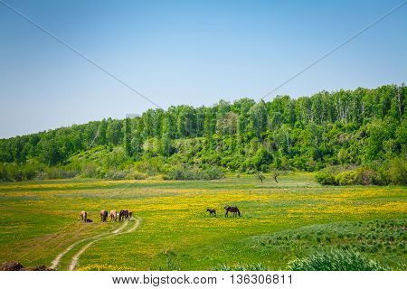 Horses walking in the meadow with flowers, on a Sunny Summer day, Nature and freedom