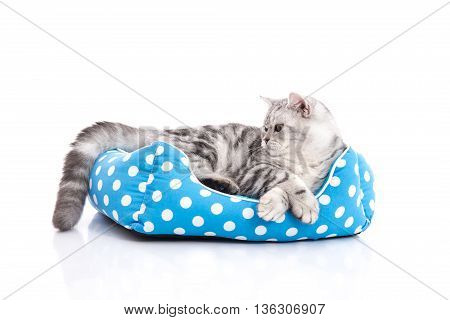 Cute American Shorthair kitten lying in cat bed on white background isolared